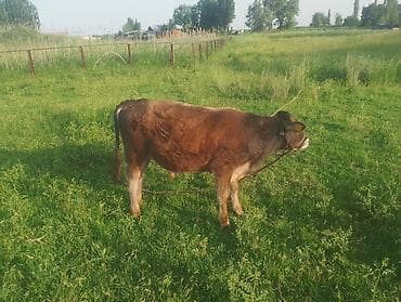 золотистый ретривер купить в бишкеке: Продаю | Бык (самец) | Алатауская | На откорм, Для разведения | Осеменитель — 9