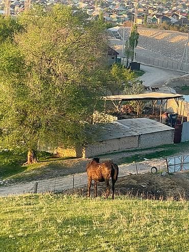 аренда лошадей: Продаю | Кобыла (самка) | Рабочий | Мерин — 9