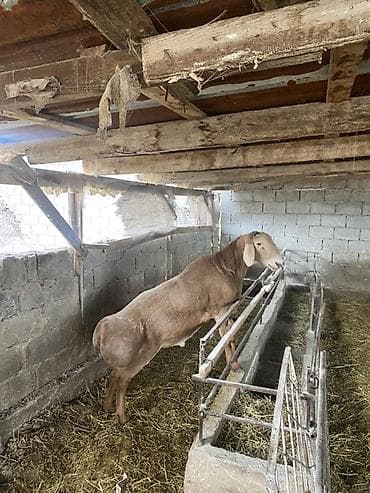 сокол птица цена: Продаю | Баран (самец) | Для разведения — 4