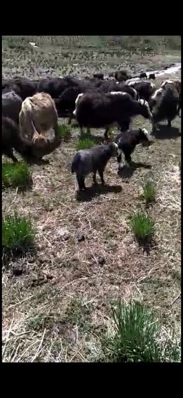 Грызуны: Продаю | Корова (самка) — 6