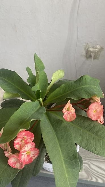 купить молочай миля: Молочай Милей (Euphorbia milii), декоративный куст в горшке. - — 3
