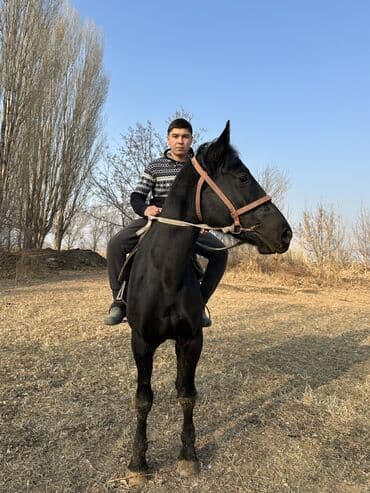 дог собака: Продаю | Жеребец | Рабочий — 1