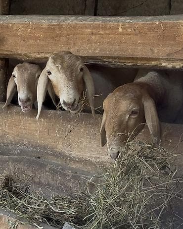 С/х животные и товары: Продаю | Овца (самка) | Арашан — 4