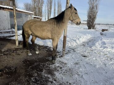 седло для осла: Продаю | Кобыла (самка) | Для разведения | Мерин — 1