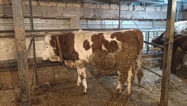 племенные коровы молочные купить: Продаю | Бык (самец) | Монбельярд | Для разведения, Для молока — 4