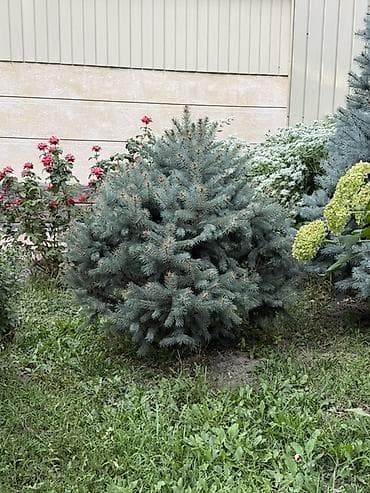 семис бука: Ель колючая голубая (Picea pungens ‘Glauca’) — декоративные хвойные — 4