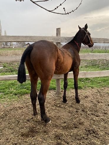 котята простые: Продаю | Жеребец | Полукровка | Рабочий — 1