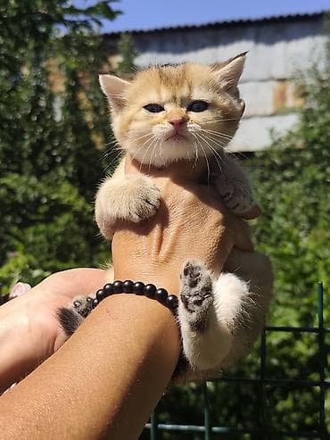 Животные: Очаровательные котята с золотистым окрасом шиншилла/голден (короткая — 4