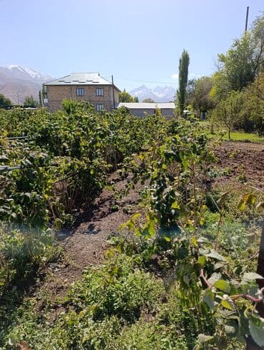 саженцы шиповника: Малина — 8