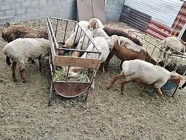 дом для кош: Продаю | Овца (самка) | Арашан | Для разведения | Матка — 8