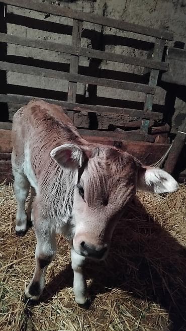 Другие животные: Продаю | Музоо, торпок | На откорм | Искусственник — 3