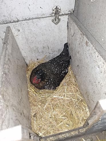 конь жеребец: Продаю | Куры | Домашняя | Несушки — 1