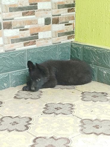 Животные: Овчарка, 2 месяца, Самка, С прививкой — 3