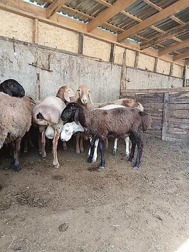 Продам с/х животных: Продаю | Овца (самка) | Полукровка | Для разведения | Матка — 3