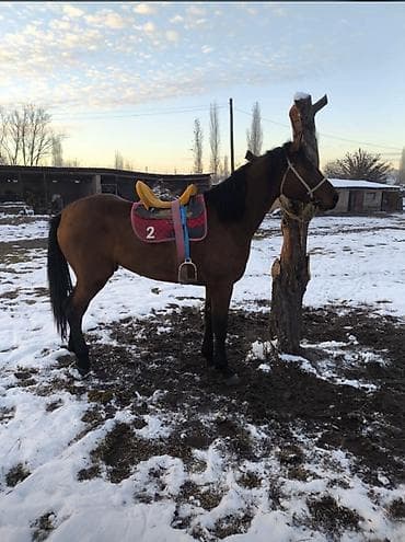 Лошади, кони: Продаю | Жеребец | Конный спорт — 4