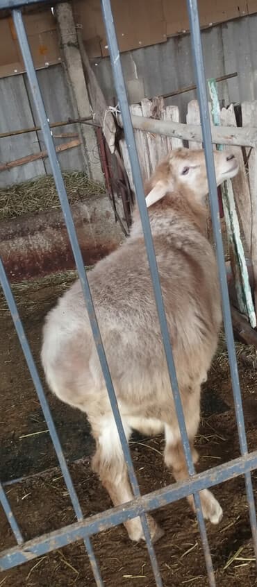 сколько стоит шотландская вислоухая кошка: Продаю | Овца (самка) | Для разведения — 1