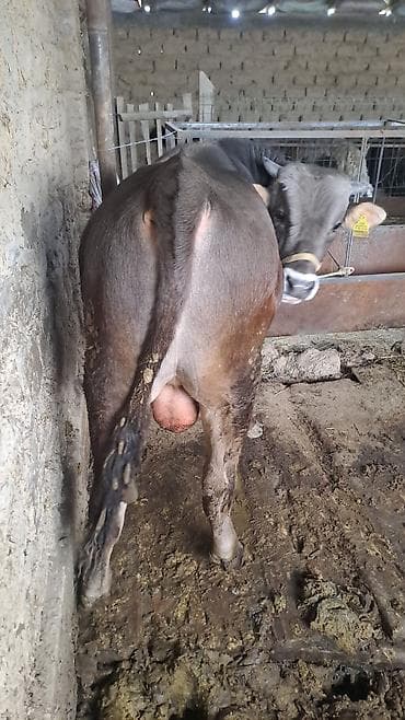 где можно купить хорька: Продаю | Бык (самец) | На откорм | Привязанные — 4