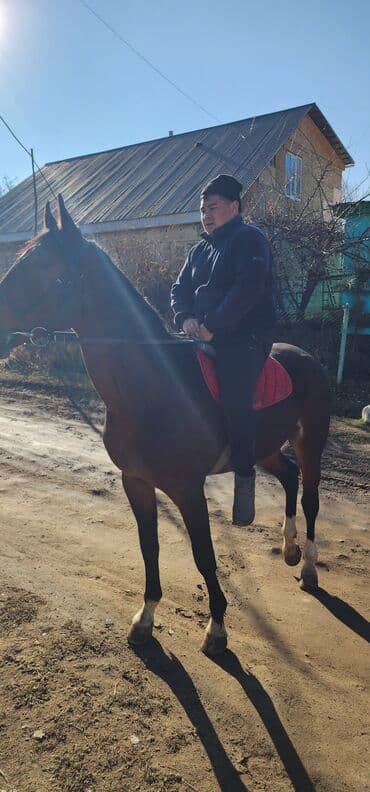 Лошади, кони: Продаю | Жеребец | Конный спорт — 9