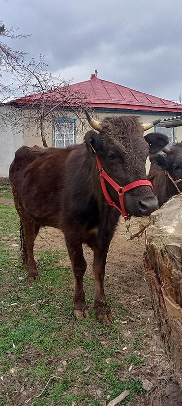 продать лошадь: Продаю | Тёлка | Для разведения | Привязанные — 8