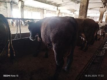 соска для телят: Продаю | Корова (самка) | Для молока | Привязанные — 4