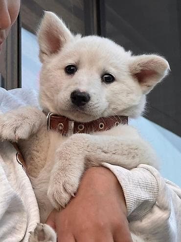 щенки бельгийской овчарки: Бельгийская овчарка, 3 месяца, Самка — 1