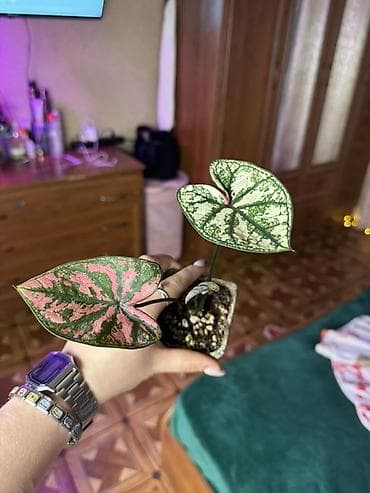 цветок бамбук: В продаже КАЛАДИУМЫ 1. Сорт “Carolyn Whorton” очень красивый кустик с — 2