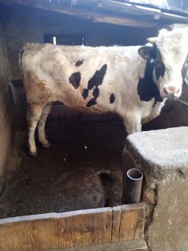 французские бульдоги: Продаю | Бык (самец) | Голштин | Для разведения | Искусственник — 1