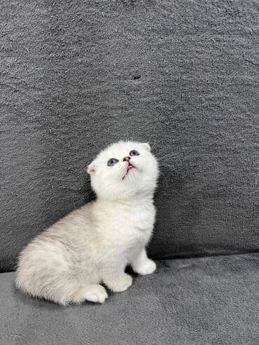 рыжий пятнистый кот купить: Скотиш Фолд (Шотландская вислоухая), 1 месяц, Девочка, Серебристая шиншилла, Приучена к лотку, Проглистована — 3