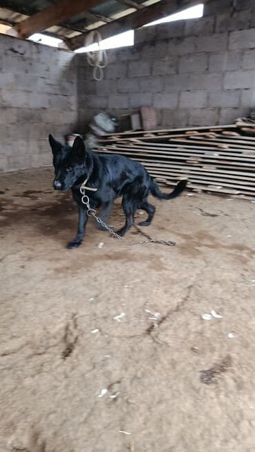 продам немецкую овчарку: Черная немецкая овчарка - Порода: немецкая овчарка (черный окрас) - — 4