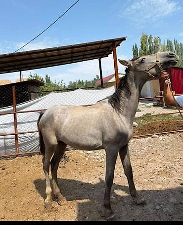 кунай минато: Продаю | Кобыла (самка) — 4