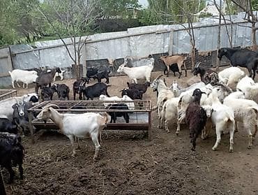 Продаю | Коза (самка)