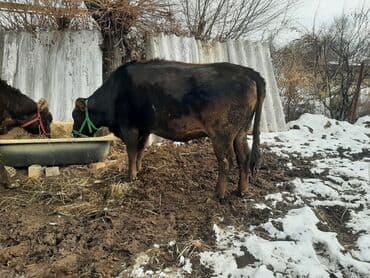 чешский коза: Продаю | Тёлка | Полукровка | Для разведения | Привязанные — 4