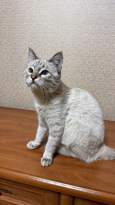 животные кошки: Кошка окраса силвер-табби (кремово-серый с темными отметинами) — 1