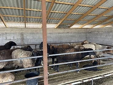 кошка рэгдолл цена: Продаю | Овца (самка) | Для разведения | Племенные — 2