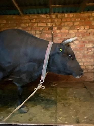 сингапурская кошка купить: Продаю | Корова (самка) | Для молока | Привязанные — 4