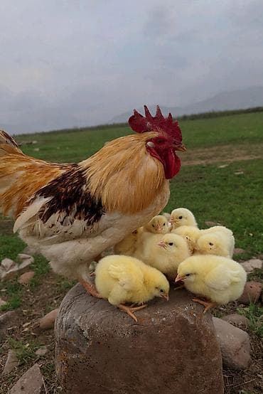 Продаю | Петух | Для разведения