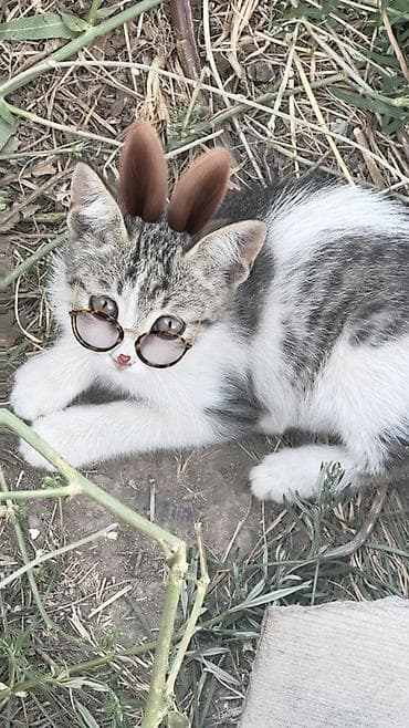грызуны домашние: 🐱 Отдам котят в добрые руки БЕСПЛАТНО! Даром 😔💔. Очень срочно! Ищем — 7