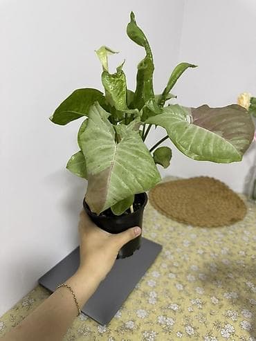 Сингониумы: Сингониум (Syngonium) — декоративно-лиственное комнатное растение — 3