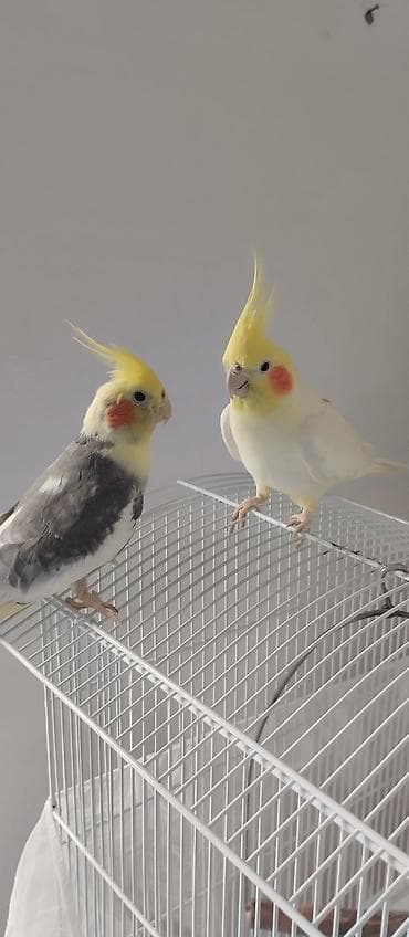 утка лалафа: Продаются две здоровые и ухоженные кореллы. 🐦 Описание птиц: 1 корелла — 1