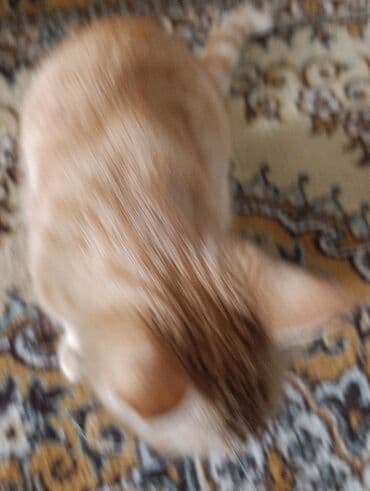 животные коты: Кошка даром: Беспородная, Мальчик — 1