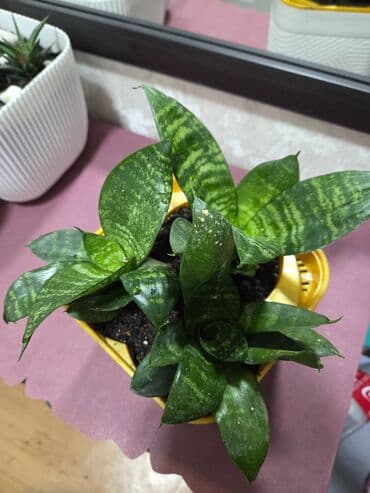 большие комнатные растения: Сансевиерия (Sansevieria trifasciata) в декоративных горшках. - — 5