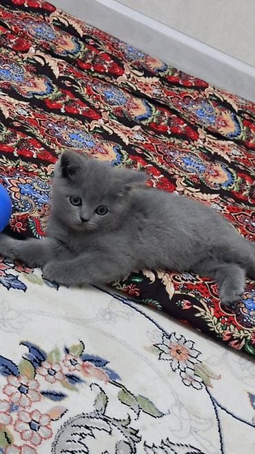 кошка беловодск: Британ кыска жүндүү, 2 айлык, Ургаачы, Боз, Лотокко барууга үйрөтүлгөн — 1