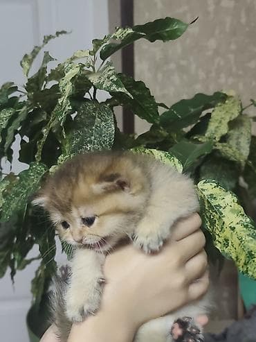 купить котёнка мейн кун: Британская короткошёрстная, 1 месяц, Девочка, Золотая шиншилла, Приучена к лотку — 7