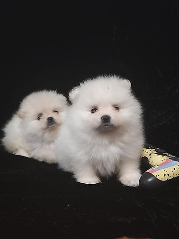 ШПИЦ ПОД БРОНИРОВАНИЕ щенкам месяц, цена указана без документов, при