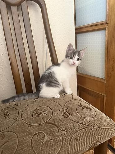 метис сибирской кошки: Отдам котенка в добрые руки! Активная девочка ищет себе дом и — 3