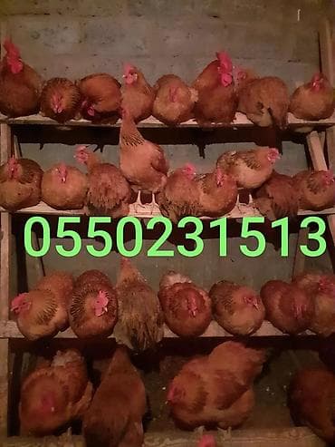 кучинский куры: Продаю | Цыплята | Кучинская — 1