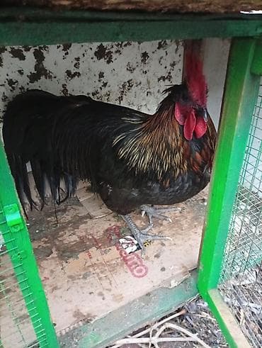 d cat: Продаю | Петух — 4