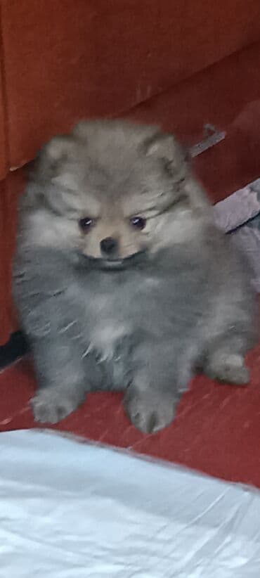 щенок шпица купить: Шпиц, 2 месяца, Самец — 1