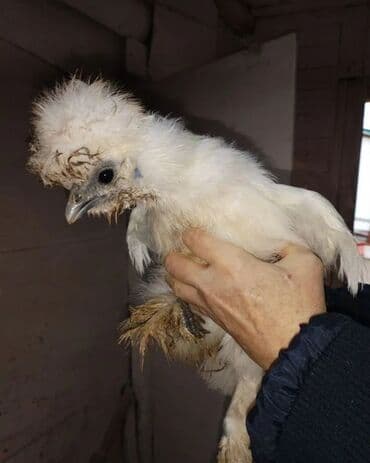 Грызуны: Порода: Китайская шёлковая курица (Silkie), белый окрас. Описание: - — 2