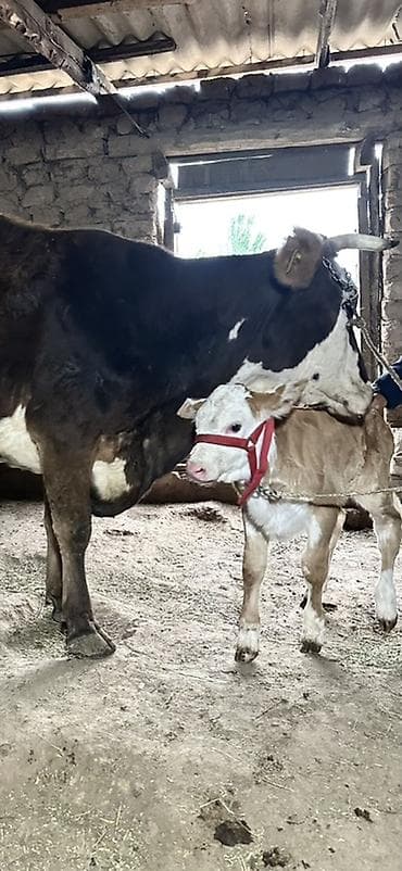 конь ат: Продаю | Тёлка | Полукровка | Для разведения | После отела — 6